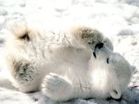 urso_polar_filhote_001_1600