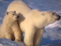 ursos_polar-e-filhote-1024