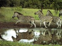 zebras_reflexo1024