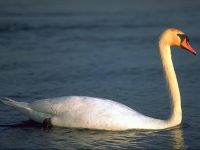 cisne1_1024