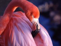 flamingo_001_1600