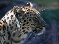 leopardo_001_1600