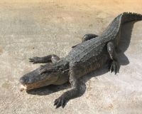 crocodilo001_1280