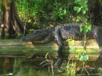 crocodilo002_1024