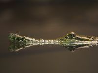 crocodilo_001_1600