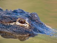 crocodilo_002_1600