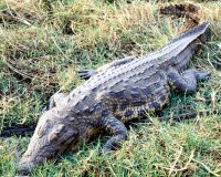 crocodilo_1280