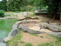 crocodilos_zambia_1600