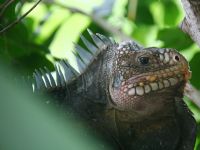 iguana_001_1600