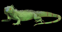 iguana-004